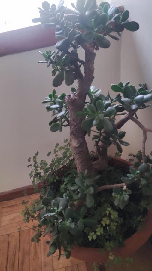 Séjour chez l'habitant Brizio *